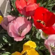 ぴい★の画像