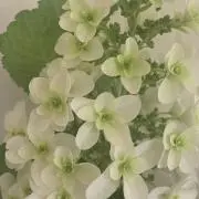 ひーこの画像