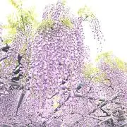 官兵衛