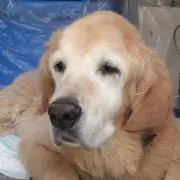 となこの