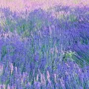hrの画像