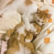 海斗　雅【旧ネコマタ】