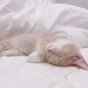 野苺【引っ越しのため処分中】の画像