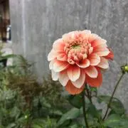ＢＯＢの画像