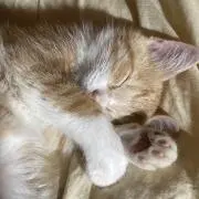 あいたん