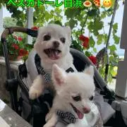 ゆきとりん