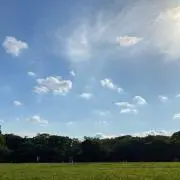 しいたけの画像