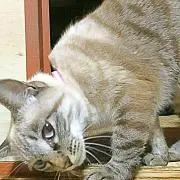 CoCo*