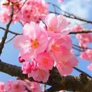 そよ風