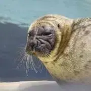 ぽにょーんの画像