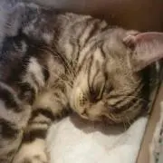 あゆみ