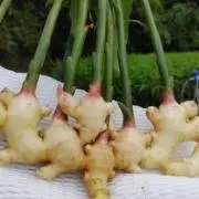 syouga96の画像