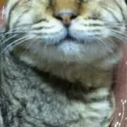 はにゃわぁんの画像