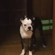 ぶー