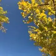 さこの画像