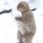 ®️の画像
