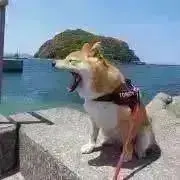 ★とん子★の画像