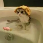 セリーの画像