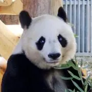 パンダ印のふみＰ工房
