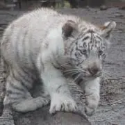 ねこすなの画像