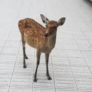 Mag Oの画像