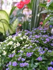 iroiroの画像