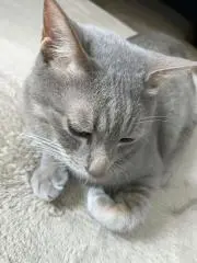 ババの画像