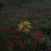 しおの画像