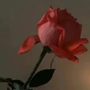 meの画像