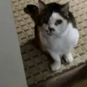 Go