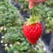 makkoりん様専用ページ - メルカリ