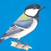 40B19Lの画像