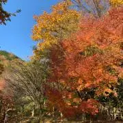 たたんの画像