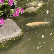 マヒャドの画像