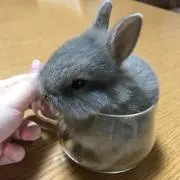 ひなの画像