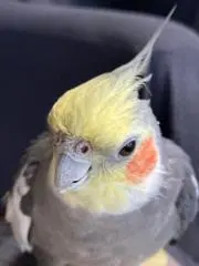 ポコ