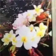 プナケア＊プロフ必読願います＊の画像