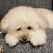 のりひめの画像