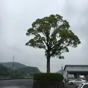 tree wishes( ◠‿◠ )