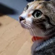 ひなの画像