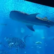 モナカ