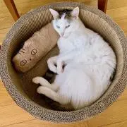 チーズ