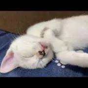 Nyankoの画像