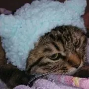 おきねこ　断捨離中の画像