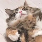 babymilonの画像