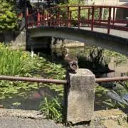 シーシェルの画像