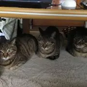 はやての画像