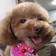 ベアの画像