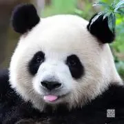 美木