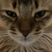 ととちゃんの画像
